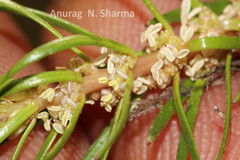 Myriophyllum oliganthum